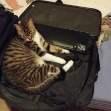Miko et les valises