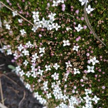 Plantes du parc Cajas, milieu de paramo